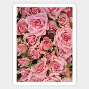 Pink Roses Sticker